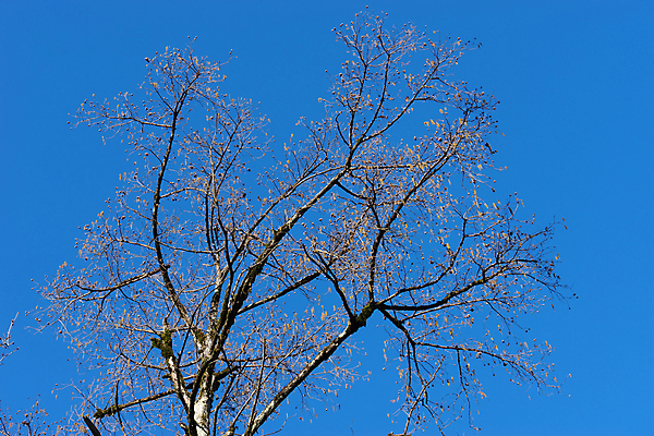 포토 JPG 해외이미지 나무 계절 실루엣 백그라운드 겨울 자연 하늘 사람없음 파란색 빛 나뭇가지 해외포토 식물 컬러 촬영기법 생태계 파일형식 이미지허브