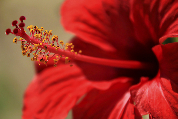 포토 JPG 해외이미지 자연 사람없음 야외 빨간색 히비스커스 해외포토 꽃 컬러 생태계 파일형식 이미지허브