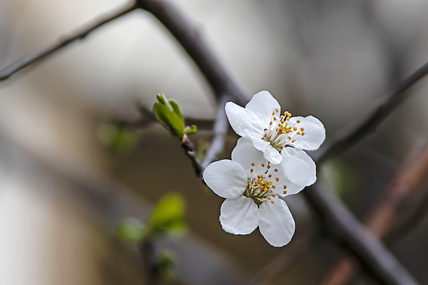포토 JPG 해외이미지 잎 근접촬영 사람없음 야외 아웃포커스 벚꽃 나뭇가지 벚나무 꽃봉오리 꽃수술 해외포토 나무 식물 꽃 뷰포인트 촬영기법 파일형식 이미지허브