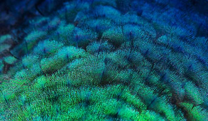 포토 JPG 해외이미지 동물 디자인 남자 야생동물 백그라운드 무지개 패턴 자연 벽지 조류 추상 사람없음 장식 초록색 파란색 컬러풀 뷰티 유행 보라색 활발 수확 동굴 황금 우아함 닫기 공작 인도인 깃털 묘사 질감 꼬리 솜털 내추럴 이국적 터키석 해외포토 자연요소 외국인 컬러 컨셉 무늬 농업 모션 사람 동양인 보석 생태계 파일형식 이미지허브