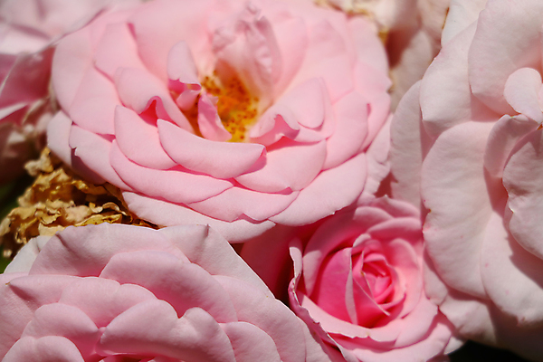 포토 JPG 해외이미지 주간 꽃 분홍색 근접촬영 사람없음 야외 해외포토 자연요소 식물 뷰포인트 컬러 파일형식 이미지허브