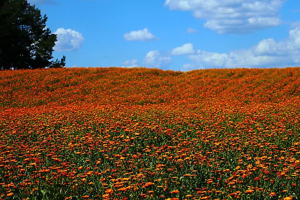 포토 JPG 해외이미지 식물 계절 꽃잎 꽃 줄기 백그라운드 잎 꽃무늬 밭 오렌지 자연 벽지 건강 사람없음 야외 장식 초록색 여름 컬러풀 햇빛 뷰티 약 노란색 정원 맑음 봄 활발 성장 벚꽃 신선 개화 황금 약초 허브 원예 데이지 내추럴 금잔화 해외포토 컬러 컨셉 무늬 농업 과일 의학 날씨 취미 태양 풀_식물 생태계 파일형식 이미지허브