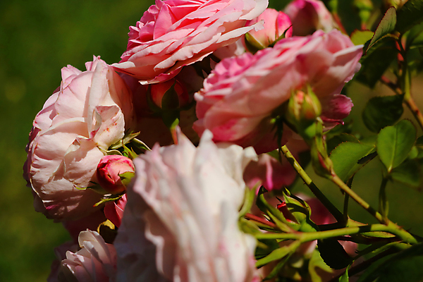 포토 JPG 해외이미지 식물 디자인 공원 꽃잎 꽃 분홍색 꽃다발 백그라운드 잎 꽃무늬 자연 발렌타인데이 선물 사랑 사람없음 빨간색 초록색 물 뷰티 장미 정원 봄 벚꽃 나뭇가지 신선 생일 개화 꽃봉오리 원예 질감 향기 냄새 아로마 아로마테라피 내추럴 해외포토 자연요소 나무 계절 공공시설 기념일 감정 컬러 무늬 데이이벤트 취미 생태계 테라피 파일형식 이미지허브