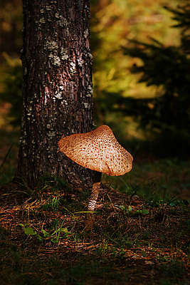 포토 JPG 해외이미지 식물 계절 음식 재료 자연 사람없음 야외 환경 버섯 맛 내추럴 곰팡이 그물버섯 식용 채식주의자 비건 해외포토 컨셉 생태계 채식 파일형식 이미지허브