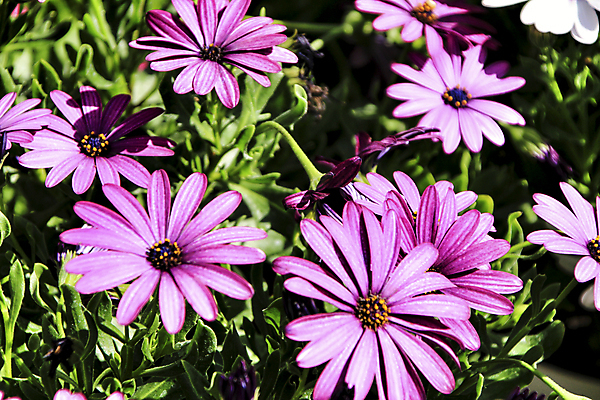 포토 JPG 해외이미지 나무 식물 계절 꽃잎 꽃 분홍색 백그라운드 꽃무늬 밭 자연 국화 사람없음 야외 컬러풀 뷰티 환경 정원 보라색 봄 벚꽃 흰색 나뭇가지 시골 개화 제비꽃 원예 데이지 라일락 내추럴 해외포토 컬러 무늬 농업 취미 생태계 파일형식 이미지허브