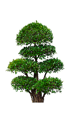 포토 JPG 해외이미지 나무 식물 1 계절 줄기 백그라운드 잎 자연 사람없음 야외 목재 초록색 환경 정원 봄 성장 흰색 나뭇가지 고독 숲 큼 심볼 묘사 오브젝트 싱글 에코 생태계 상록수 산소 내추럴 고립 생태학 옛날 그리너리 해외포토 교육 감정 컬러 재료 원소 크기 파일형식 트랜드컬러 이미지허브