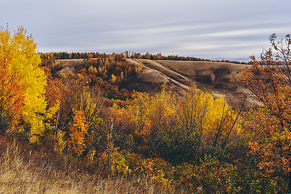 포토 JPG 해외이미지 나무 라이프스타일 계절 여행 단풍 낙엽 잎 오렌지 자연 날씨 사람없음 야외 빨간색 갈색 노란색 평화 고요 산책 하이킹 추위 소나무 황금 숲 9월 언덕 러시아 자작나무 10월 산악지대 삼림지대 해외포토 식물 유럽 컬러 컨셉 과일 레저 휴식 산 생활 날짜 생태계 파일형식 이미지허브