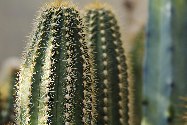 포토 JPG 해외이미지 식물 응시 꽃 야생동물 꽃무늬 자연 선인장 건조 종류 사람없음 장식 초록색 물 여름 스터디 햇빛 태양 견본 정원 사막 손전등 가시 정상 갈증 질감 날카로움 머리위 지역 스파이크 남쪽 내추럴 로스앤젤레스 동물상 해외포토 자연요소 동물 시선 계절 컬러 무늬 조명 학습 조형물 미국 방향 생태계 파일형식 이미지허브