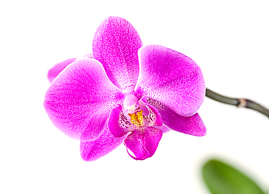 포토 JPG 해외이미지 식물 디자인 꽃잎 꽃 줄기 분홍색 꽃다발 백그라운드 꽃무늬 자연 벽지 하늘 미술 사람없음 장식 빨간색 빛 뷰티 머리 정원 보라색 스파 봄 활발 벚꽃 흰색 나뭇가지 신선 개화 난초 우아함 제비꽃 순수 호접란 고립 이국적 해외포토 나무 계절 컬러 컨셉 무늬 문화예술 신체부위 생태계 파일형식 이미지허브