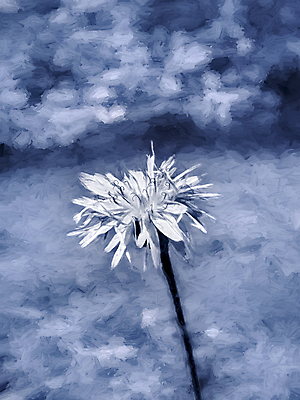 포토 JPG 해외이미지 식물 꽃잎 꽃 백그라운드 꽃무늬 자연 벽지 추상 미술 사람없음 파란색 뷰티 페인트 벚꽃 흰색 신선 거친 묘사 그림 파란배경 향기 냄새 아로마 내추럴 해외포토 컬러 무늬 문화예술 생태계 파일형식 이미지허브