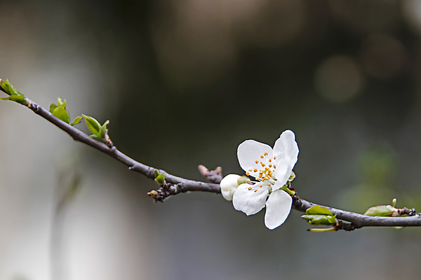 포토 JPG 해외이미지 잎 근접촬영 사람없음 야외 아웃포커스 벚꽃 나뭇가지 벚나무 꽃봉오리 꽃수술 해외포토 나무 식물 꽃 뷰포인트 촬영기법 파일형식 이미지허브