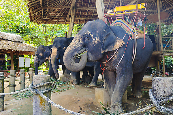 포토 JPG 해외이미지 동물 공원 행복 아시아 야생동물 여행 포유류 교통시설 태국 자연 초식동물 코끼리 사람없음 야외 초록색 머리 여행객 힘 회색 운전 승차 숲 큼 귀 멸종 거인 웅장함 전국 해외포토 공공시설 감정 나라 컬러 교통 모션 사람 신체부위 크기 시설 생태계 파일형식 이미지허브