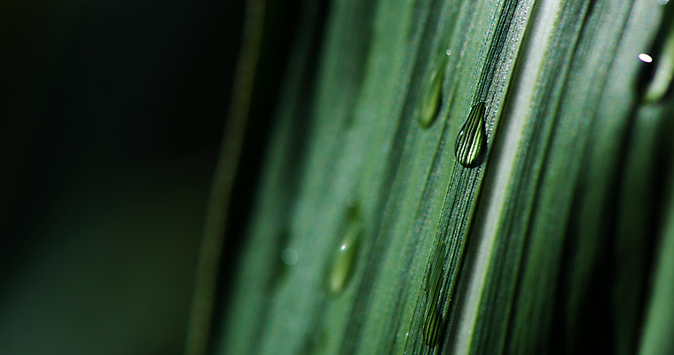 포토 JPG 해외이미지 식물 디자인 계절 백그라운드 잎 패턴 자연 벽지 추상 손바닥 사람없음 야외 장식 초록색 물 환경 어둠 거품 젖음 성장 물방울 신선 떨어짐 이슬 열대우림 빗방울 순수 질감 내추럴 생태학 이국적 그리너리 해외포토 자연요소 손 교육 컬러 컨셉 무늬 비_날씨 숲 생태계 파일형식 트랜드컬러 이미지허브