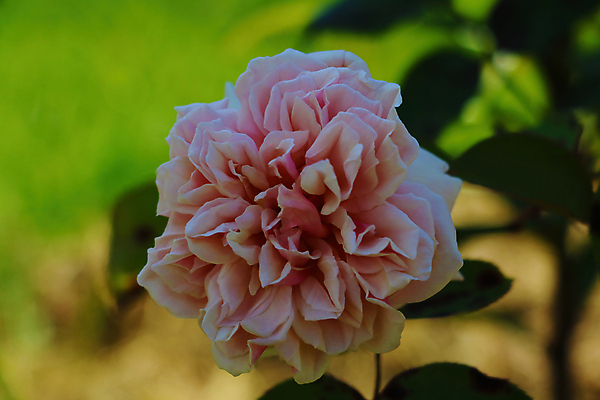 포토 JPG 해외이미지 나무 식물 공원 꽃잎 꽃 줄기 분홍색 꽃다발 백그라운드 잎 꽃무늬 패턴 자연 벽지 주택 사랑 사람없음 야외 장식 빨간색 초록색 물 컬러풀 태양 뷰티 장미 유행 정원 봄 수확 벚꽃 축하 신선 개화 원예 질감 복고 내추럴 해외포토 자연요소 계절 공공시설 감정 컬러 컨셉 무늬 농업 취미 건물 생태계 파일형식 이미지허브