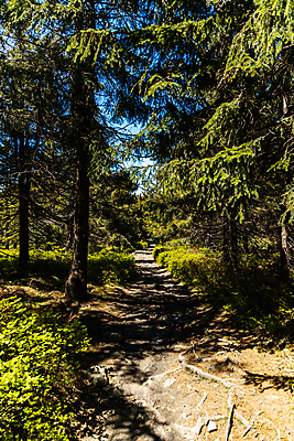 포토 JPG 해외이미지 나무 공원 유럽 길 여행 자국 자연 하늘 산 사람없음 야외 초록색 파란색 숲 오솔길 폴란드 내추럴 해외포토 식물 공공시설 나라 컬러 생태계 파일형식 이미지허브