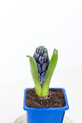 포토 JPG 해외이미지 꽃 화분 잎 사람없음 보라색 흙 히아신스 해외포토 식물 컬러 파일형식 이미지허브