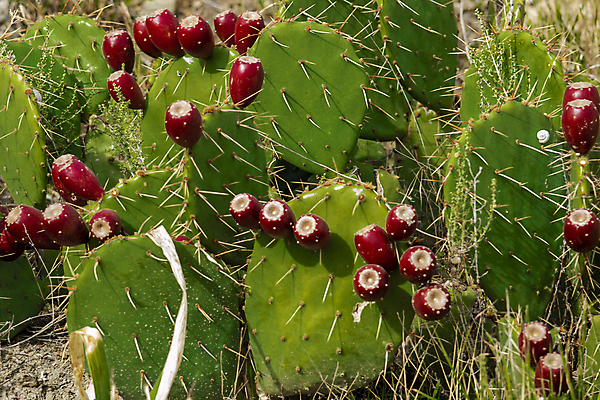 포토 JPG 해외이미지 식물 계절 꽃 음식 백그라운드 농업 채소 과일 자연 하늘 멕시코 선인장 건강 사람없음 야외 빨간색 초록색 컬러풀 노란색 정원 사막 신선 가시 달콤 지중해 갈라파고스 내추럴 숙성 이국적 채식주의자 해외포토 산업 바다 컬러 북아메리카 맛 생태계 채식 에콰도르 파일형식 이미지허브