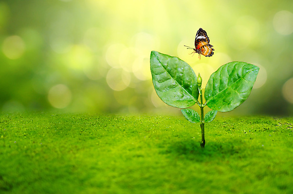 포토 JPG 해외이미지 나무 식물 1 손 계절 지구 백그라운드 컨셉 잎 농업 채소 자연 새로움 씨앗 사람없음 초록색 물 새싹 환경 정원 흙 봄 성장 흰색 아기 신선 숲 작음 땅 원예 뿌리 먼지 거름 고립 땅바닥 모종 묘목 생태학 심기 처음 세련 해외포토 자연요소 교육 산업 컬러 모션 바닥 사람 취미 신체부위 크기 생태계 파일형식 이미지허브