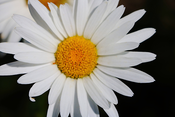 포토 JPG 해외이미지 식물 디자인 계절 꽃잎 꽃 곤충 백그라운드 잎 꽃무늬 패턴 밭 자연 추상 사람없음 야외 초록색 컬러풀 햇빛 뷰티 노란색 환경 정원 맑음 화목 봄 성장 벚꽃 흰색 신선 허브 만족 데이지 내추럴 캐모마일 해외포토 동물 감정 컬러 컨셉 무늬 농업 날씨 태양 생태계 파일형식 이미지허브