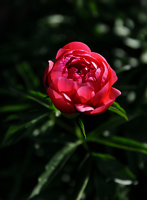 포토 JPG 해외이미지 식물 디자인 꽃잎 꽃 분홍색 백그라운드 잎 꽃무늬 자연 추상 사람없음 빨간색 초록색 여름 빛 컬러풀 태양 뷰티 장미 정원 봄 벚꽃 흰색 신선 신용카드 개화 닫기 큼 원예 질감 부드러움 작약 해외포토 자연요소 계절 컬러 무늬 모션 취미 금융 감각 크기 생태계 파일형식 이미지허브