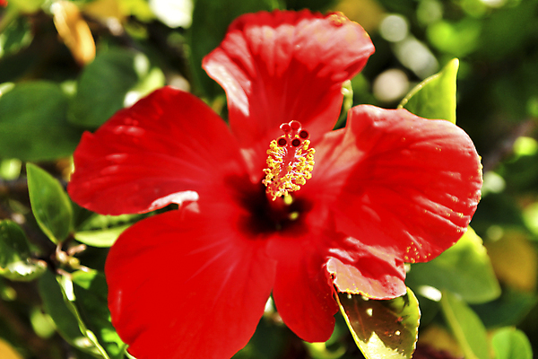 포토 JPG 해외이미지 주간 잎 자연 사람없음 야외 빨간색 히비스커스 해외포토 자연요소 식물 꽃 컬러 생태계 파일형식 이미지허브