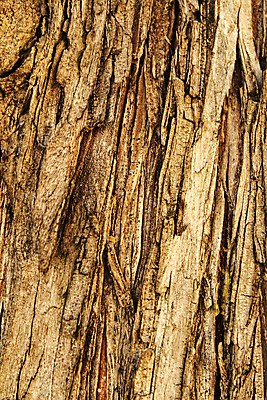 포토 JPG 해외이미지 모양 나무 식물 디자인 산업 조각 백그라운드 십자가 패턴 부분 자연 표면 추상 건조 사람없음 내부 목재 갈색 봄 줄무늬 수확 소나무 점 거친 역사 균열 숲 낟알 자르기 묘사 유기농 질감 통나무 나무껍질 내추럴 그런지 수목 옛날 해외포토 웰빙 계절 컬러 무늬 농업 재료 모션 껍질 생태계 파일형식 이미지허브