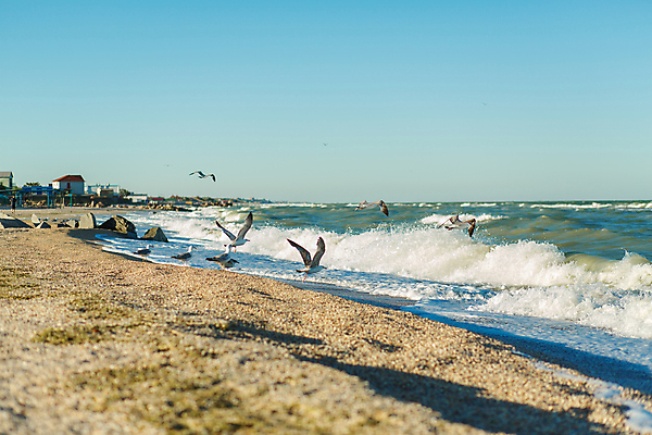 포토 JPG 해외이미지 동물 야생동물 모래 파도 바다 여행 백그라운드 날개 자연 갈매기 조류 하늘 바람 휴가 풍경 사람없음 야외 물 여름 파란색 태양 맑음 자유 흰색 비행 그룹 깃털 부리 무료 수평선 해외포토 자연요소 계절 컬러 컨셉 날씨 생태계 파일형식 이미지허브