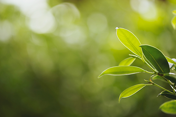 포토 JPG 해외이미지 나무 식물 디자인 계절 공원 백그라운드 컨셉 잎 패턴 자연 추상 건강 사람없음 초록색 빛 컬러풀 햇빛 뷰티 우주 환경 정원 맑음 봄 성장 신선 소프트포커스 숲 질감 보케 부드러움 내추럴 블러 생태학 그리너리 효과 해외포토 공공시설 교육 컬러 무늬 날씨 촬영기법 태양 감각 생태계 파일형식 트랜드컬러 이미지허브
