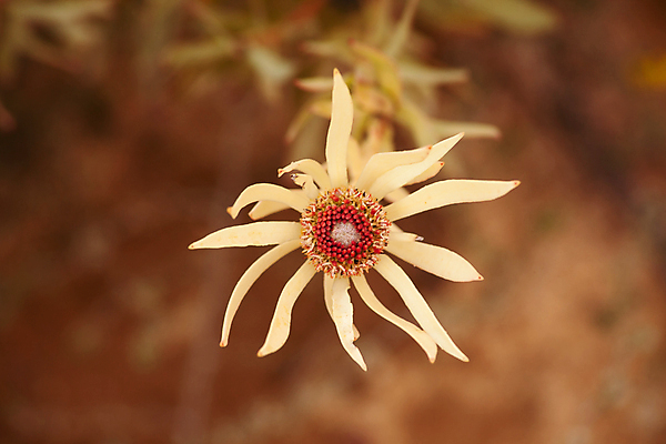 포토 JPG 해외이미지 식물 계절 공원 꽃잎 꽃 줄기 백그라운드 잎 꽃무늬 아프리카 자연 사람없음 야외 장식 초록색 컬러풀 노란색 환경 정원 맑음 봄 벚꽃 나뭇가지 개화 관목 유기농 원예 상록수 내추럴 남아프리카 생태학 해외포토 나무 웰빙 공공시설 교육 나라 컬러 무늬 날씨 취미 생태계 파일형식 이미지허브