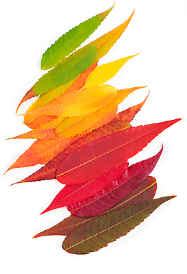 포토 JPG 해외이미지 단풍 낙엽 사람없음 컬러풀 오브젝트 해외포토 컬러 잎 파일형식 이미지허브