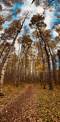 포토 JPG 해외이미지 나무 식물 공원 길 백그라운드 자국 자연 하늘 추상 휴식 왕관 파노라마 서기 사람 사람없음 야외 목재 울타리 걷기 그룹 승차 숲 큼 방목 질감 지역 고립 삼림지대 화창 디톡스 해외포토 공공시설 컨셉 무늬 재료 모션 날씨 촬영기법 건강 담장 축산업 크기 생태계 파일형식 이미지허브