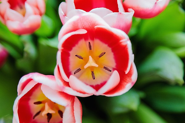 포토 JPG 해외이미지 식물 계절 꽃잎 꽃 행복 꽃다발 오렌지 전구 자연 친절 부활절 실내 발렌타인데이 사람없음 빨간색 초록색 컬러풀 뷰티 노란색 봄 활발 튤립 성장 벚꽃 축하 신선 닫기 다발 보케 향기 부드러움 꽃수술 해외포토 기념일 감정 컬러 컨셉 과일 모션 데이이벤트 내부 감각 생태계 냄새 파일형식 이미지허브