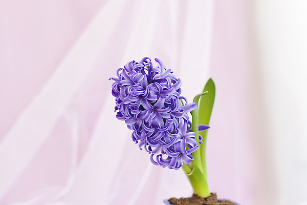 포토 JPG 해외이미지 꽃 잎 사람없음 보라색 직물 히아신스 해외포토 식물 컬러 파일형식 이미지허브