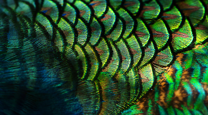 포토 JPG 해외이미지 동물 디자인 남자 야생동물 백그라운드 무지개 패턴 날개 자연 벽지 조류 추상 사람없음 장식 초록색 파란색 컬러풀 뷰티 유행 보라색 활발 수확 동굴 황금 우아함 닫기 공작 인도인 깃털 묘사 질감 꼬리 솜털 내추럴 이국적 터키석 해외포토 자연요소 외국인 컬러 컨셉 무늬 농업 모션 사람 동양인 보석 생태계 파일형식 이미지허브