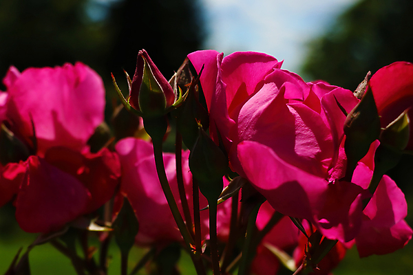 포토 JPG 해외이미지 식물 공원 꽃잎 꽃 분홍색 꽃다발 백그라운드 잎 꽃무늬 패턴 자연 발렌타인데이 사랑 사람없음 야외 빨간색 초록색 태양 뷰티 장미 정원 맑음 봄 벚꽃 흰색 신선 신용카드 개화 관목 원예 질감 내추럴 많음 해외포토 자연요소 나무 계절 공공시설 감정 컬러 컨셉 무늬 데이이벤트 날씨 취미 금융 생태계 파일형식 이미지허브