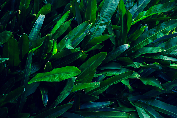 포토 JPG 해외이미지 나무 식물 디자인 계절 꽃 백그라운드 잎 꽃무늬 패턴 오렌지 자연 벽지 추상 손바닥 미술 사람없음 장식 초록색 파란색 컬러풀 뷰티 노란색 정원 스파 어둠 봄 수확 성장 벚꽃 숲 묘사 질감 복고 내추럴 생태학 엘리먼트 이국적 해외포토 손 교육 컬러 무늬 농업 과일 문화예술 생태계 파일형식 이미지허브