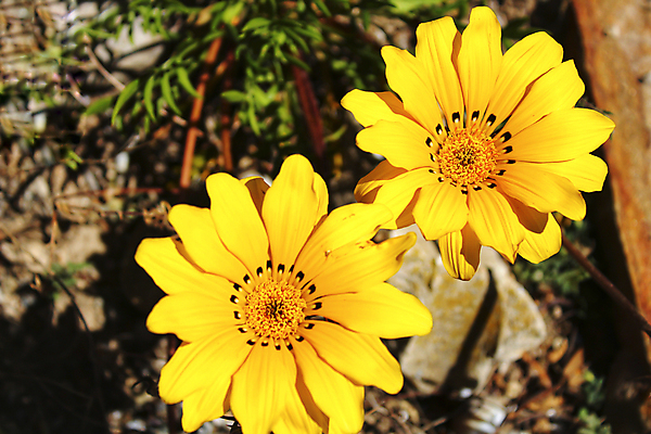 포토 JPG 해외이미지 식물 라이프스타일 꽃잎 꽃 백그라운드 잎 꽃무늬 자연 국화 사람없음 야외 장식 가로 빨간색 초록색 컬러풀 뷰티 노란색 정원 흙 벚꽃 침대 개화 변화 내추럴 해외포토 컬러 가구 컨셉 무늬 생활 생태계 파일형식 이미지허브