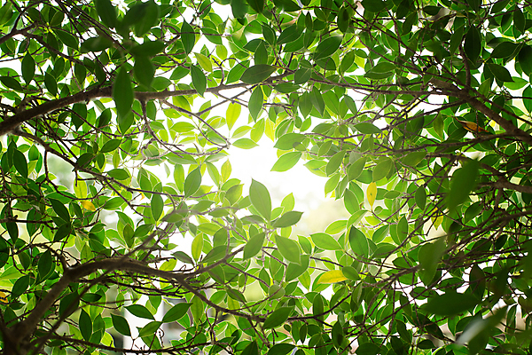 포토 JPG 해외이미지 나무 식물 디자인 계절 공원 백그라운드 컨셉 잎 패턴 자연 추상 건강 사람없음 초록색 빛 컬러풀 햇빛 뷰티 우주 환경 정원 맑음 봄 성장 신선 소프트포커스 숲 질감 보케 부드러움 내추럴 블러 생태학 그리너리 효과 해외포토 공공시설 교육 컬러 무늬 날씨 촬영기법 태양 감각 생태계 파일형식 트랜드컬러 이미지허브