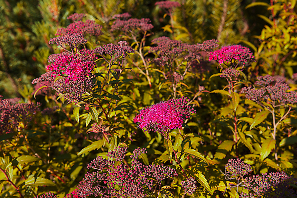 포토 JPG 해외이미지 식물 꽃잎 꽃 분홍색 백그라운드 잎 꽃무늬 자연 사람없음 초록색 여름 컬러풀 뷰티 정원 일본 보라색 봄 벚꽃 개화 자연백그라운드 내추럴 해외포토 계절 아시아 컬러 무늬 생태계 파일형식 이미지허브