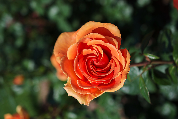 포토 JPG 해외이미지 식물 꽃잎 꽃 백그라운드 잎 꽃무늬 자연 발렌타인데이 선물 사랑 사람없음 초록색 여름 뷰티 장미 정원 봄 벚꽃 흰색 신선 싱글 해외포토 계절 감정 컬러 무늬 데이이벤트 생태계 파일형식 이미지허브