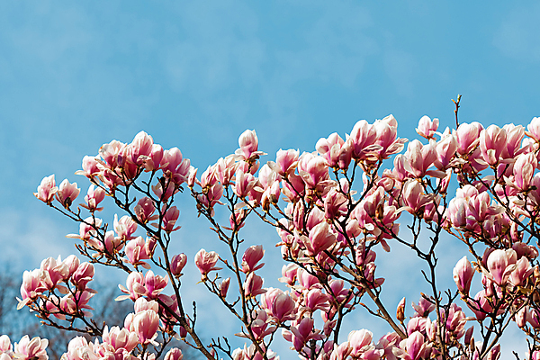 포토 JPG 해외이미지 주간 분홍색 사람없음 야외 봄 목련 해외포토 자연요소 계절 꽃 컬러 파일형식 이미지허브
