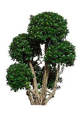 포토 JPG 해외이미지 나무 식물 1 계절 줄기 백그라운드 잎 자연 사람없음 야외 목재 초록색 환경 정원 봄 성장 흰색 나뭇가지 고독 숲 큼 심볼 묘사 오브젝트 싱글 에코 생태계 상록수 산소 내추럴 고립 생태학 옛날 그리너리 해외포토 교육 감정 컬러 재료 원소 크기 파일형식 트랜드컬러 이미지허브