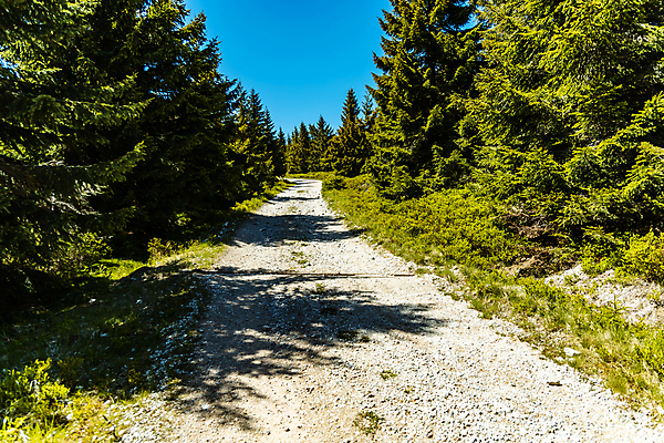 포토 JPG 해외이미지 나무 공원 유럽 길 여행 자국 자연 하늘 산 사람없음 야외 초록색 파란색 숲 오솔길 폴란드 내추럴 해외포토 식물 공공시설 나라 컬러 생태계 파일형식 이미지허브