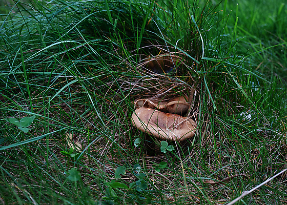 포토 JPG 해외이미지 식물 계절 음식 자연 이끼 사람없음 목재 초록색 갈색 버섯 숲 내추럴 곰팡이 그물버섯 식용 캡모자 해외포토 나무 모자_잡화 컬러 재료 생태계 파일형식 이미지허브