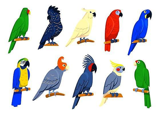 EPS 해외이미지 야생동물 분홍색 섬 백그라운드 날개 일러스트 조류 휴가 동물원 앉기 빨간색 초록색 세트 컬러풀 노란색 정원 회색 흰색 나뭇가지 숲 수집 그림 하와이 앵무새 인도네시아 번짐 고립 동물상 아마존 엘리먼트 이국적 잉꼬 파라다이스 하와이인 해외일러스트 외국인 나무 동물 아시아 컬러 모션 조형물 미국 파일형식 벡터 효과 이미지허브
