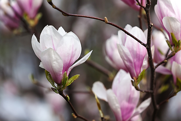 포토 JPG 해외이미지 주간 사람없음 야외 아웃포커스 봄 목련 해외포토 자연요소 계절 꽃 촬영기법 파일형식 이미지허브