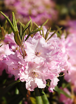 포토 JPG 해외이미지 주간 꽃 분홍색 사람없음 야외 아웃포커스 해외포토 자연요소 식물 컬러 촬영기법 파일형식 이미지허브