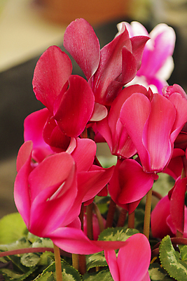 포토 JPG 해외이미지 식물 계절 꽃 화초 분홍색 잎 겨울 꽃무늬 자연 주택 사람없음 장식 빨간색 초록색 컬러풀 뷰티 농장 장미 정원 보라색 벚꽃 신선 개화 11월 다발 꽃집 유기농 원예 냄새 도예가 비올라 취급주의 해외포토 직업 웰빙 컬러 무늬 농업 경고 취미 건물 상점 날짜 생태계 파일형식 찰현악기 이미지허브