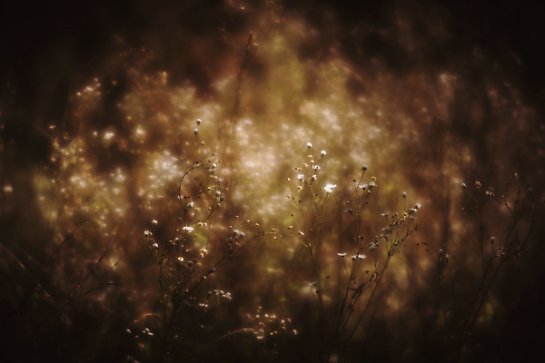 포토 JPG 해외이미지 식물 디자인 계절 꽃잎 꽃 백그라운드 잎 꽃무늬 밭 자연 추상 미술 사람없음 아웃포커스 빛 햇빛 뷰티 노란색 우주 정원 맑음 봄 수확 벚꽃 흰색 소프트포커스 크림 질감 데이지 보케 부드러움 내추럴 광 블러 파스텔톤 몽환 해외포토 컬러 컨셉 무늬 농업 날씨 문화예술 촬영기법 태양 감각 생태계 파일형식 이미지허브