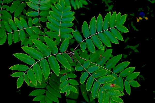 포토 JPG 해외이미지 나무 식물 디자인 계절 공원 꽃 백그라운드 잎 크리스마스 꽃무늬 패턴 가족 자연 추상 프레임 사람없음 야외 장식 초록색 여름 햇빛 태양 뷰티 유행 환경 정원 봄 성장 나뭇가지 신선 숲 질감 내추럴 생태학 그리너리 해외포토 자연요소 공공시설 교육 기념일 컬러 무늬 관계 생태계 파일형식 트랜드컬러 이미지허브